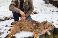 2023-Reg-Haughton-Bobcat-35-lbs-using-22-Long-Rifle