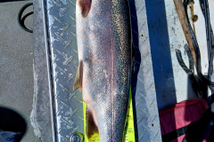 June, 2024: Ron Amidon at Quabbin Reservoir-21.5in x 3.5lb Rainbow Trout-2