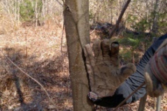 April, 2023 - Chestnut Tree Maintenance4