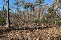 April, 2023 - Chestnut Tree Maintenance1